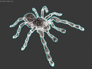 spider tarantula 3D Model