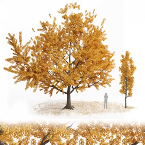 ginko tree 3D Model .c4d .max .obj .3ds .fbx .stl .blend 