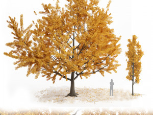 ginko tree 3D मॉडल