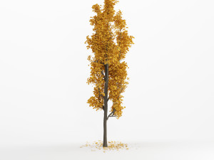 ginko tree 3D Model