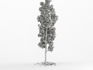 ginko tree 3D Model