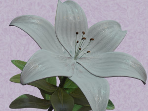 lily flower 3D 模型