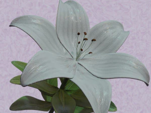 ユリの花 3Dモデル