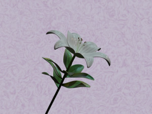 lily flower 3D 模型