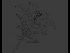 lily flower 3D 模型
