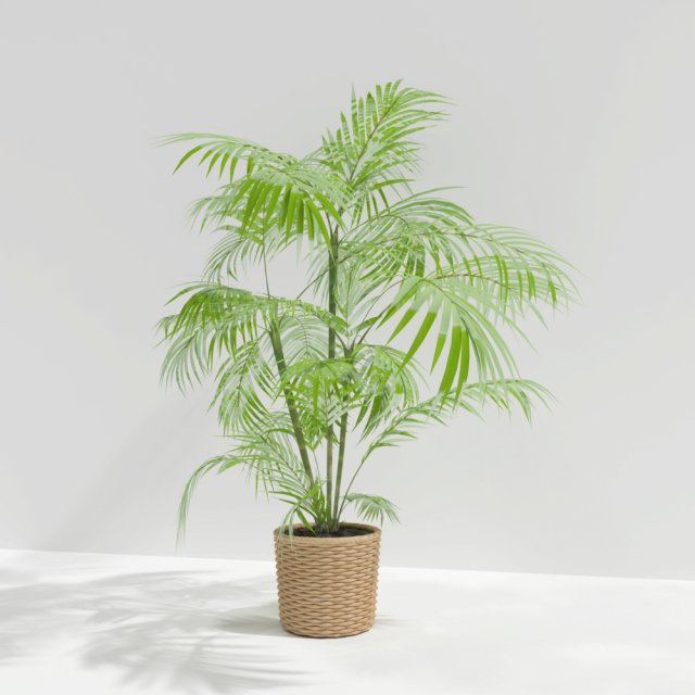plant 3D Model .c4d .max .obj .3ds .fbx .stl .blend 