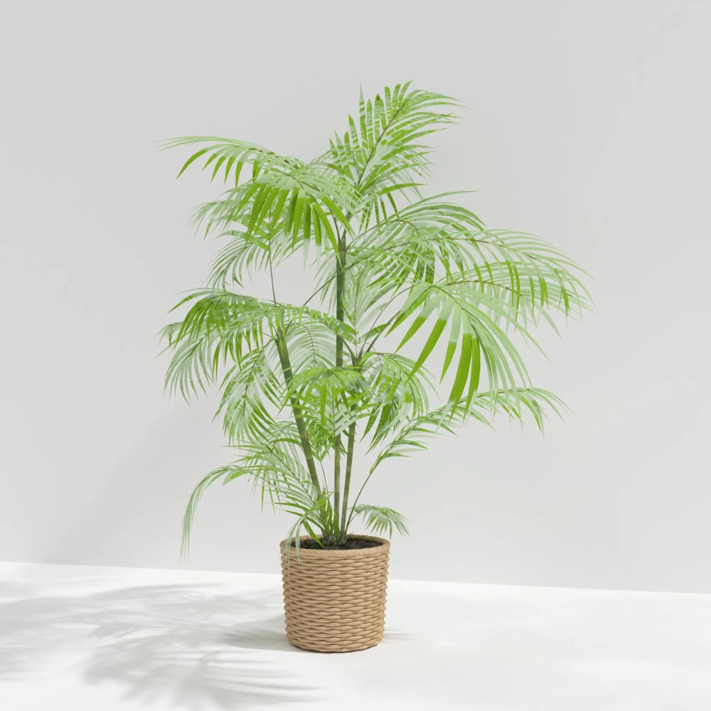 plant 3D Model .c4d .max .obj .3ds .fbx .stl .blend 