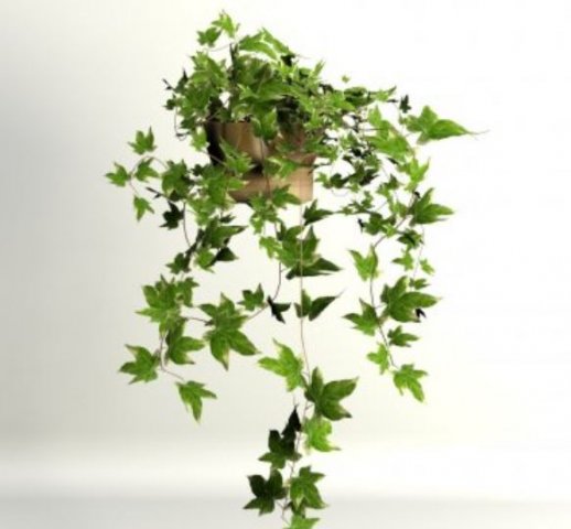 ivypot 3D मॉडल .c4d .max .obj .3ds .fbx .stl .blend 