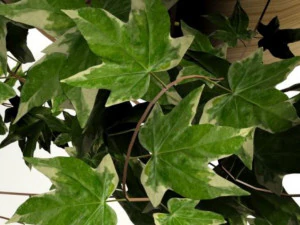 ivypot 3D Model