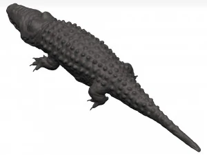 Alligator 3D Model
