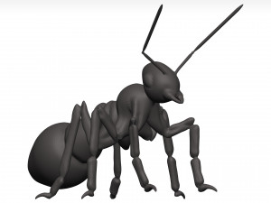 Ant 3D Model