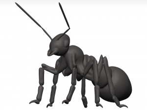 Ant 3D Model