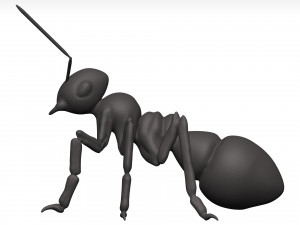 Ant 3D Model