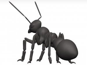 Ant 3D Model