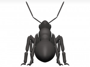 Ant 3D Model