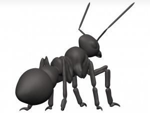 Ant 3D Model