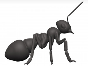 Ant 3D Model