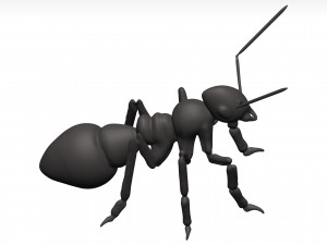 Ant 3D Model