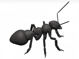 Ant 3D Model