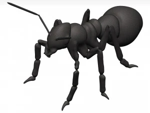 Ant 3D Model