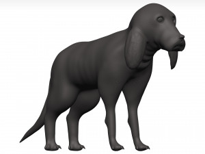 Beagle 3D Model