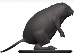 Beaver Model 3D