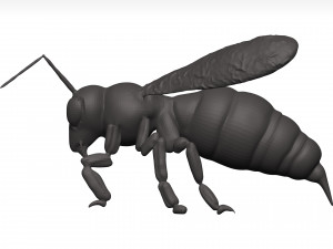 Bee 3D Model