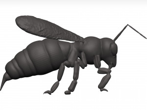 Bee 3D Model