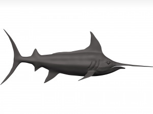 Marlin 3Dモデル