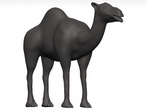 Camel 3D 模型