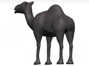 Camel 3D 模型