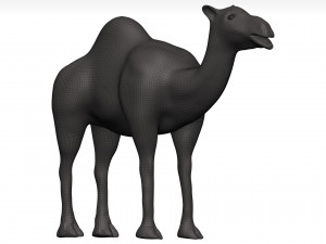 Camel 3D 模型