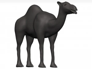Camel 3D Model