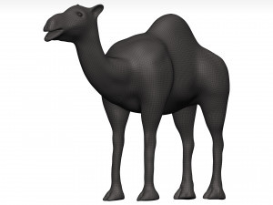 Camel 3D 模型