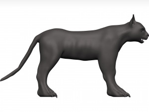 Caracal 3D Model