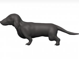 Dachshund 3D Model