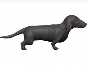 Dachshund 3D Model