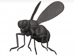 Fly 3Dモデル