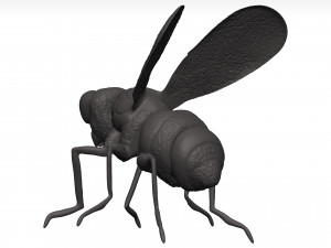 Fly 3D मॉडल