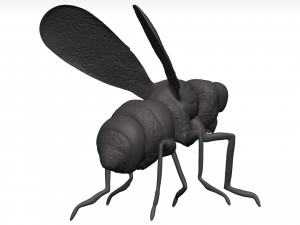 Fly 3D मॉडल