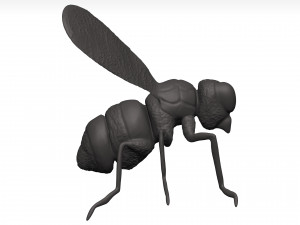 Fly 3D मॉडल
