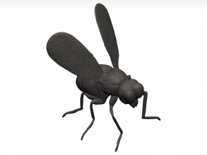Fly 3D मॉडल