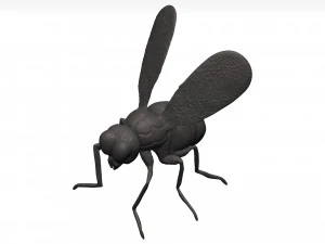 Fly 3D Model