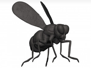 Fly 3D मॉडल
