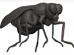 Fly 3D Model