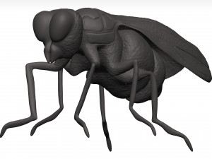 Fly 3D मॉडल