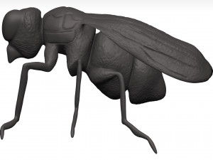 Fly 3D मॉडल