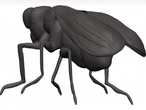 Fly 3D मॉडल