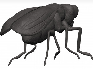 Fly 3D मॉडल
