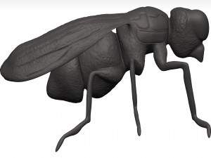 Fly 3D मॉडल